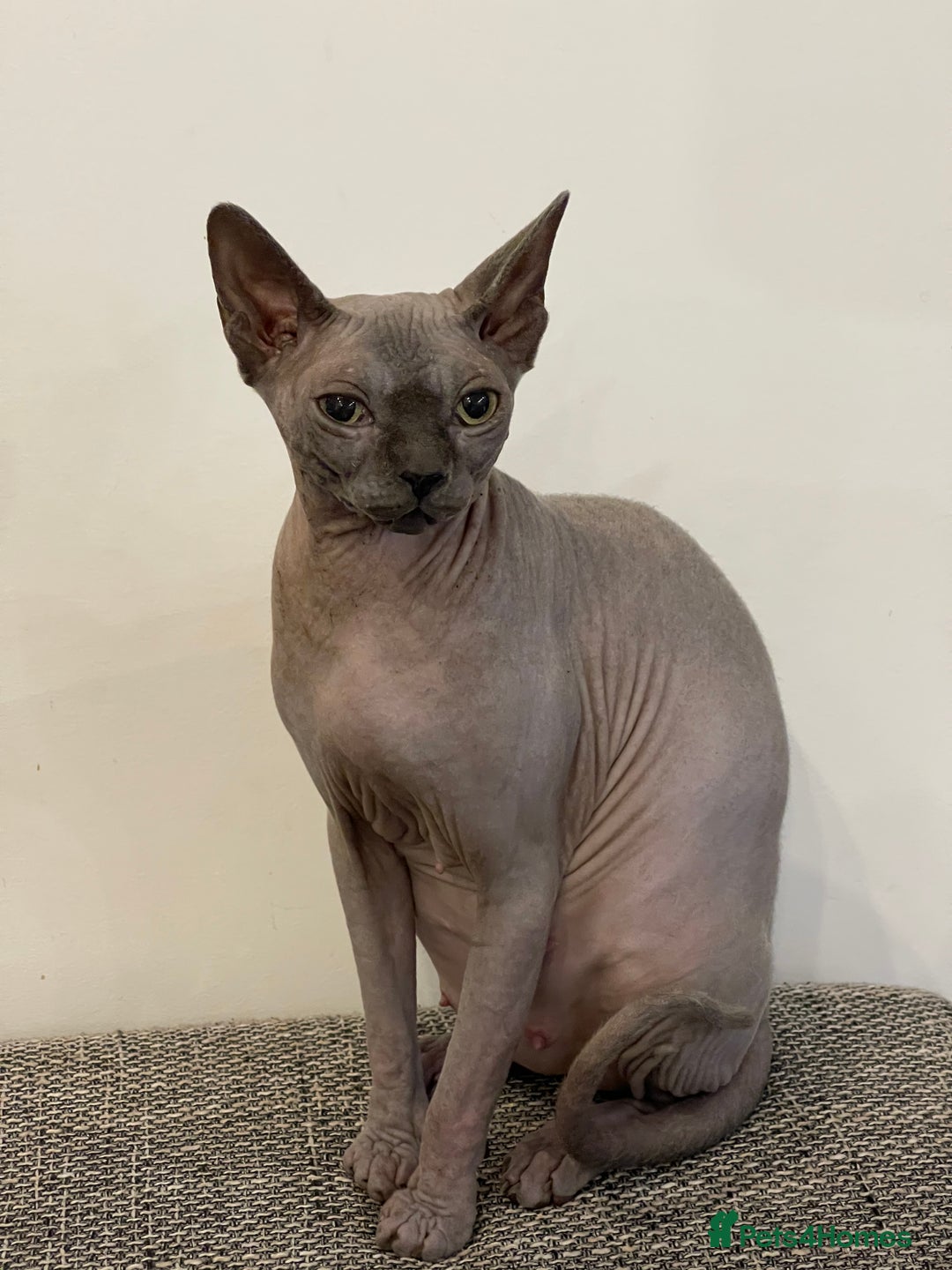 Sphynx cats for sale: Beautiful Canadian sphynx queen  - Advert 2
