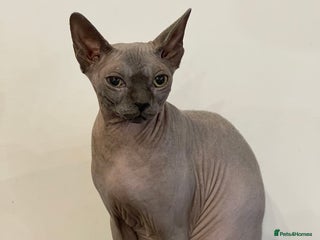 Sphynx cats Beautiful Canadian sphynx queen - Advert 3