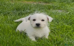 West Highland Terrier dogs for sale: West Highland Terrier pups Dad show bloodlines - Image 16