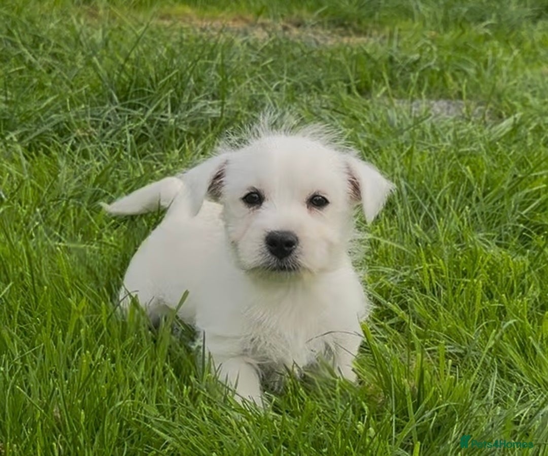West Highland Terrier dogs for sale: West Highland Terrier pups Dad show bloodlines - Image 16