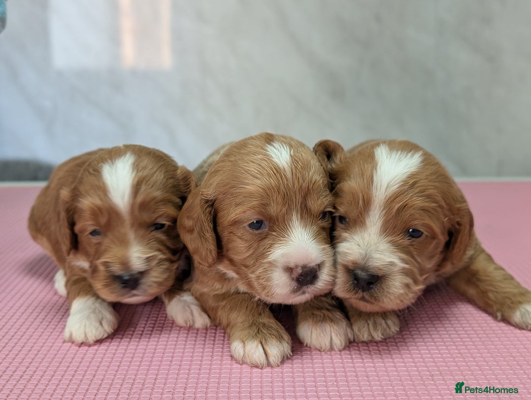 Cockapoo dogs for sale: Stunning red and golden F1 female cockapoo puppies - Image 6