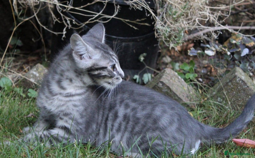 Savannah cats for sale: Stunning Savannahx Maine coons - Image 37