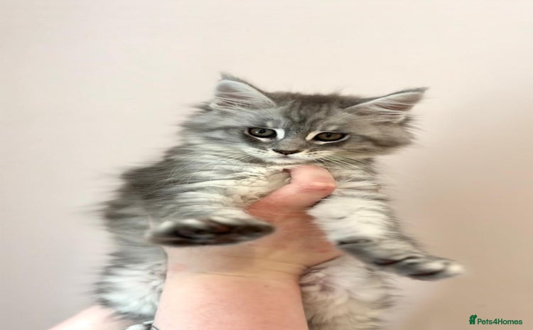 Maine Coon cats - Advert 3