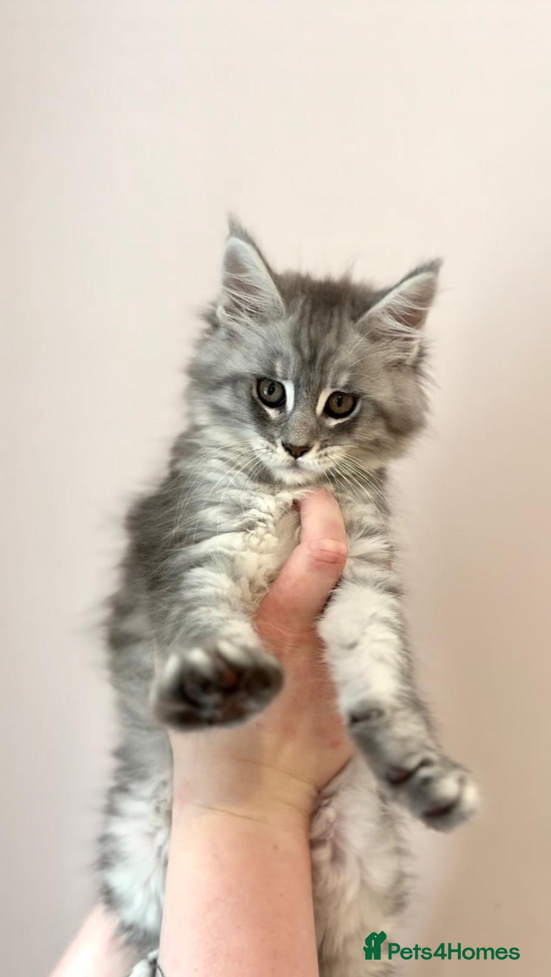 Maine Coon cats for sale: Beautiful mainecoon kittens - Image 1