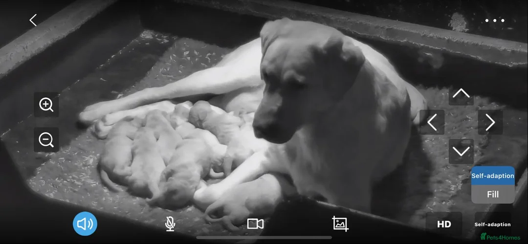 Labradoodle dogs for sale: Stunning F1 Labradoodle Puppies KC Parents - Advert 10