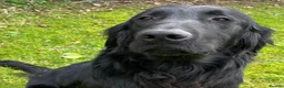 Flat coated Retriever dogs for sale: 1st Class ⭐️⭐️⭐️⭐️⭐️ Licensed - Advert 4