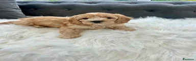 Cavapoo 1