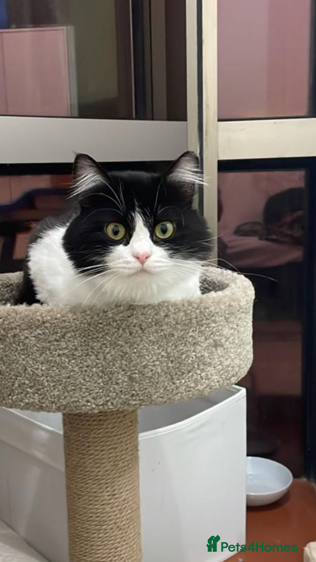 Mixed Breed cats for adoption: SUSHI - mix Persian girl fun affectionate spayed - Advert 2