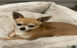 Chihuahua dogs for sale: Lovely lady rose - Image 3