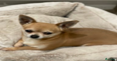 Chihuahua dogs - Advert 3