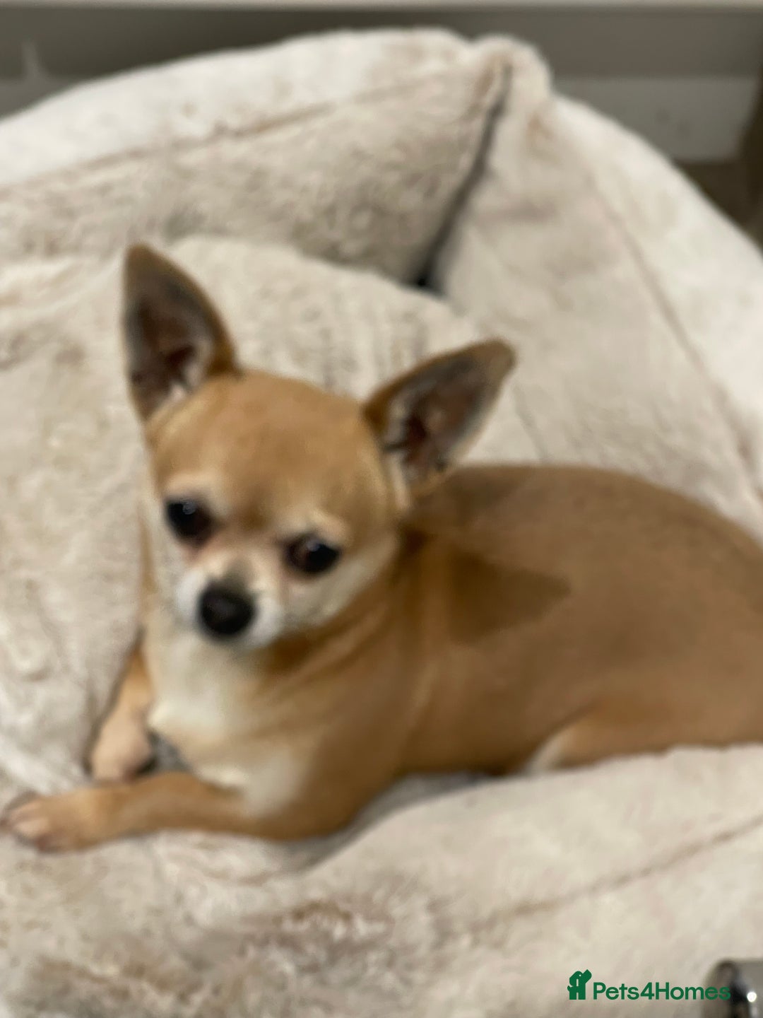 Chihuahua dogs for sale: Lovely lady rose - Image 3