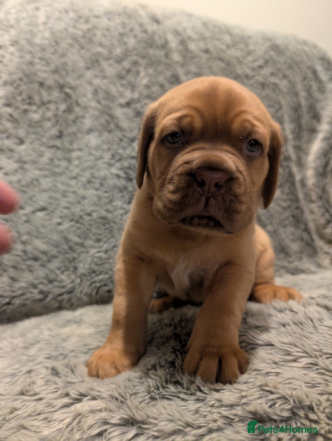 Dogue De Bordeaux dogs for sale: Puppy for sale  - Advert 6