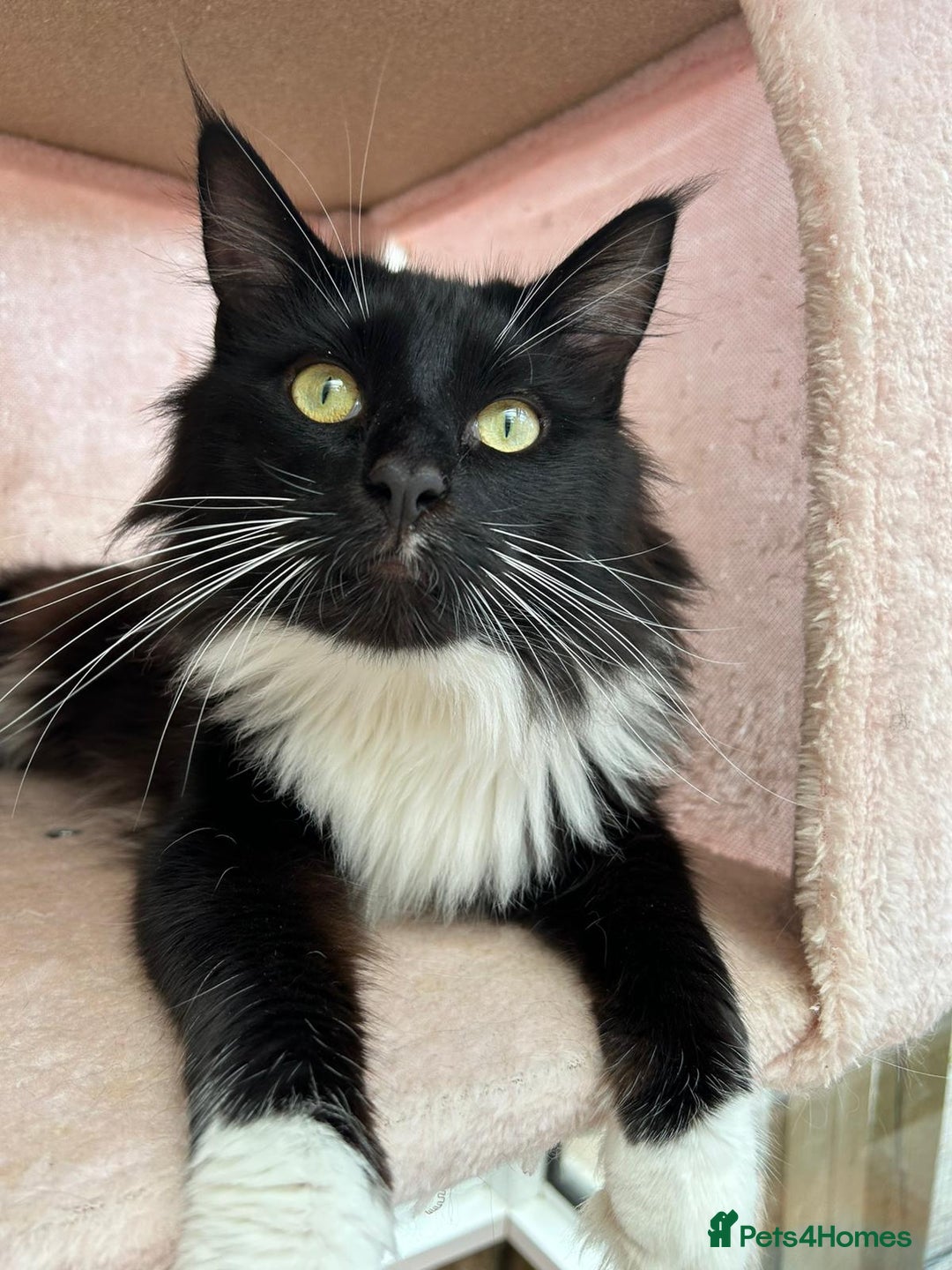 Maine Coon cats for sale: Maine coon kittens  - Advert 4