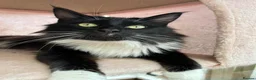 Maine Coon cats for sale: Last Maine coon girl  - Advert 3