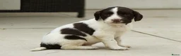 Sprocker dogs for sale: Gorgeous sprockers in Rossendale - Advert 4