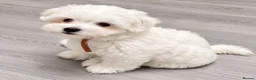 Mixed Breed dogs for sale: 3 Maltichon x Maltese Boys in Birmingham - Advert 3