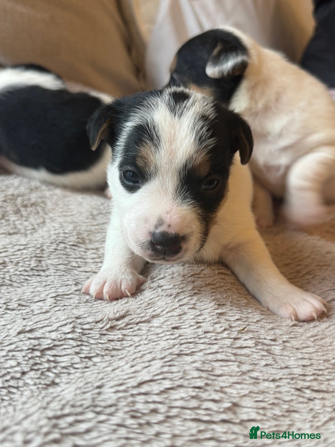Jack Russell dogs for sale: Jack Russel terriers 3 - Advert 10