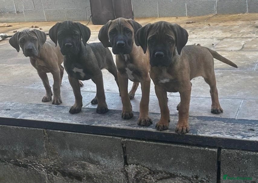 Cane Corso dogs 3 remaining 2 boys 1 girl beautiful caneCorso pups - Advert 1