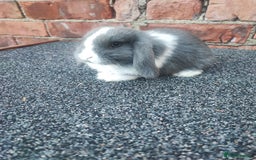 Mini Lop rabbits for sale: Baby mini lop bunnies - Image 13