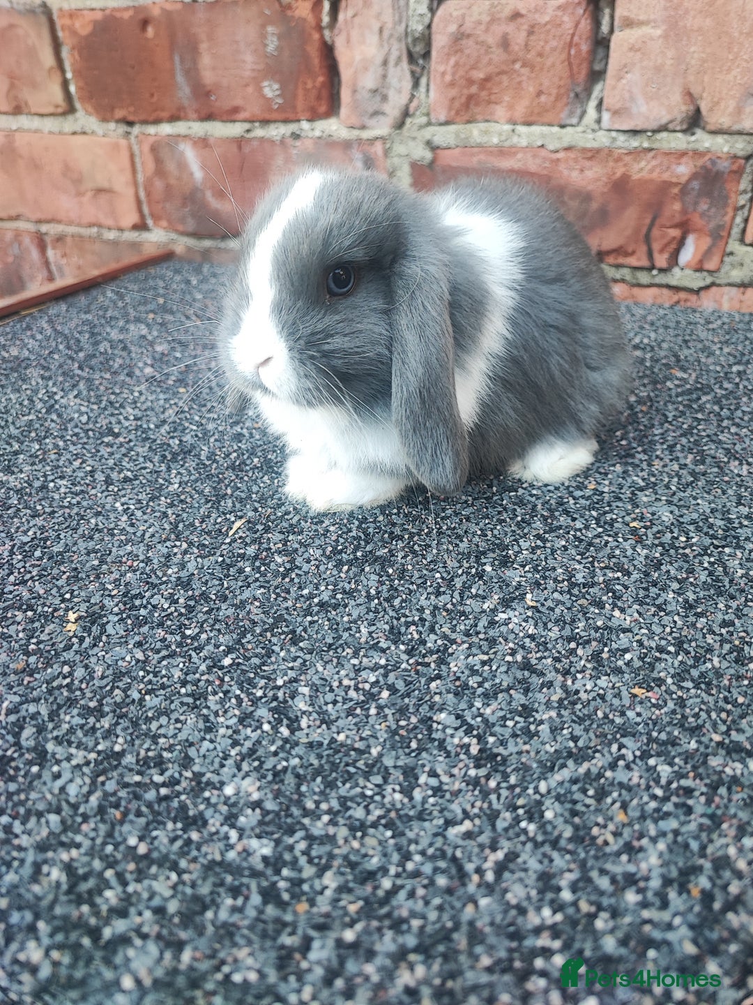 Mini Lop rabbits for sale: Baby mini lop bunnies - Image 13