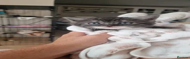 British Shorthair 2