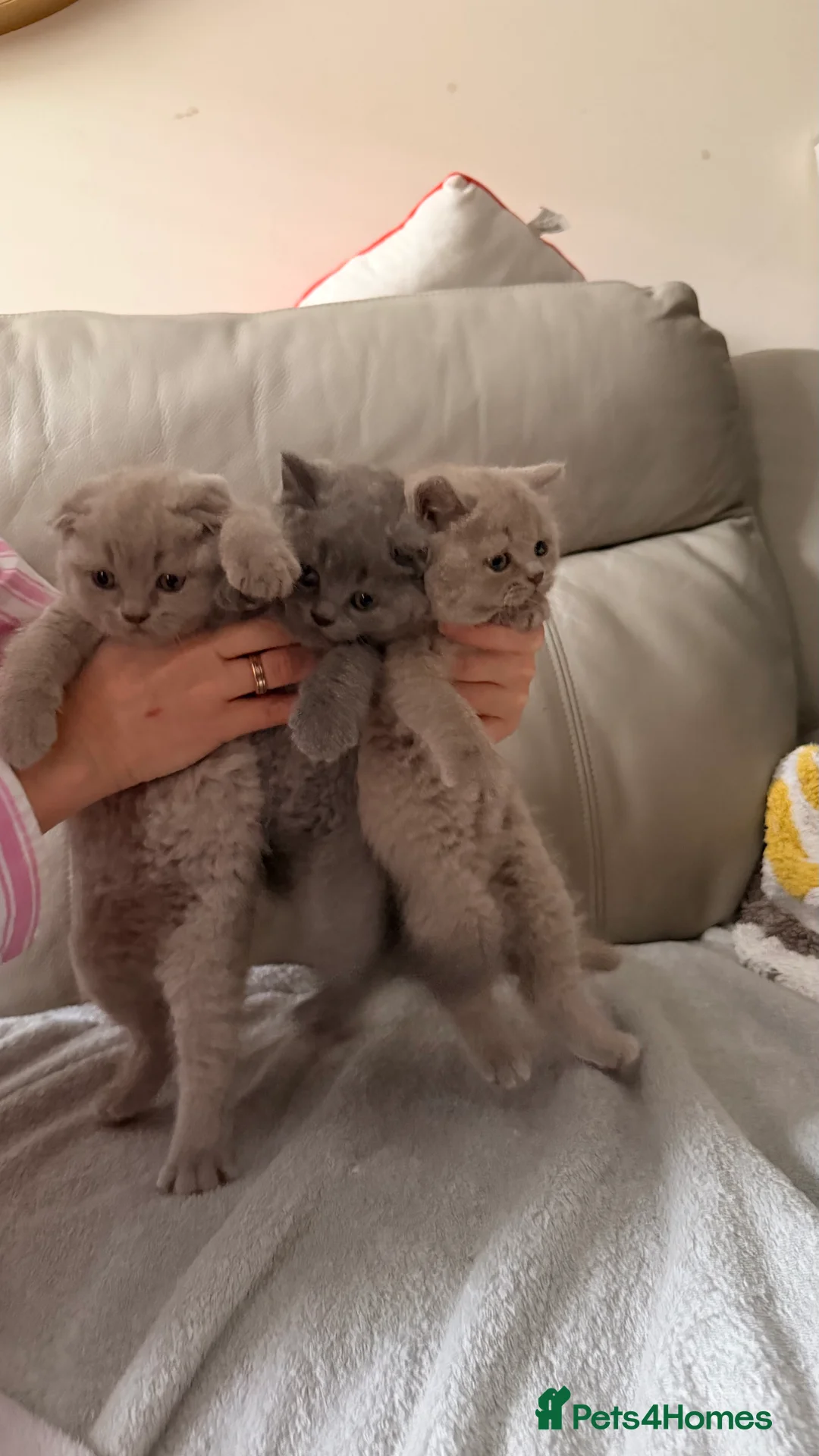 British Shorthair cats for sale: British Short hair and Scotish Fold - Advert 8