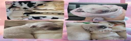 Golden Retriever dogs for sale: 8 stunning kc registered golden retriever puppies  - Advert 14