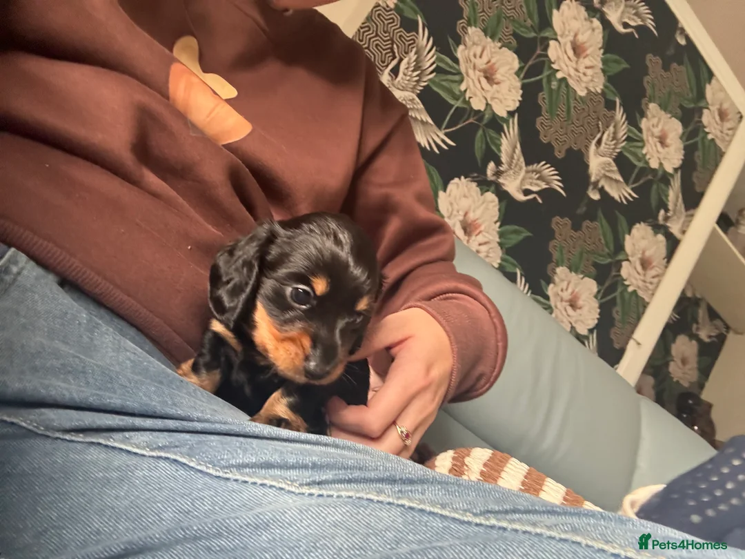 Miniature Dachshund dogs for sale: For Sale £1100 - Advert 6