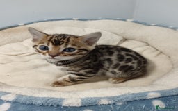Bengal cats for sale: Pure Bengal kittens - Image 22