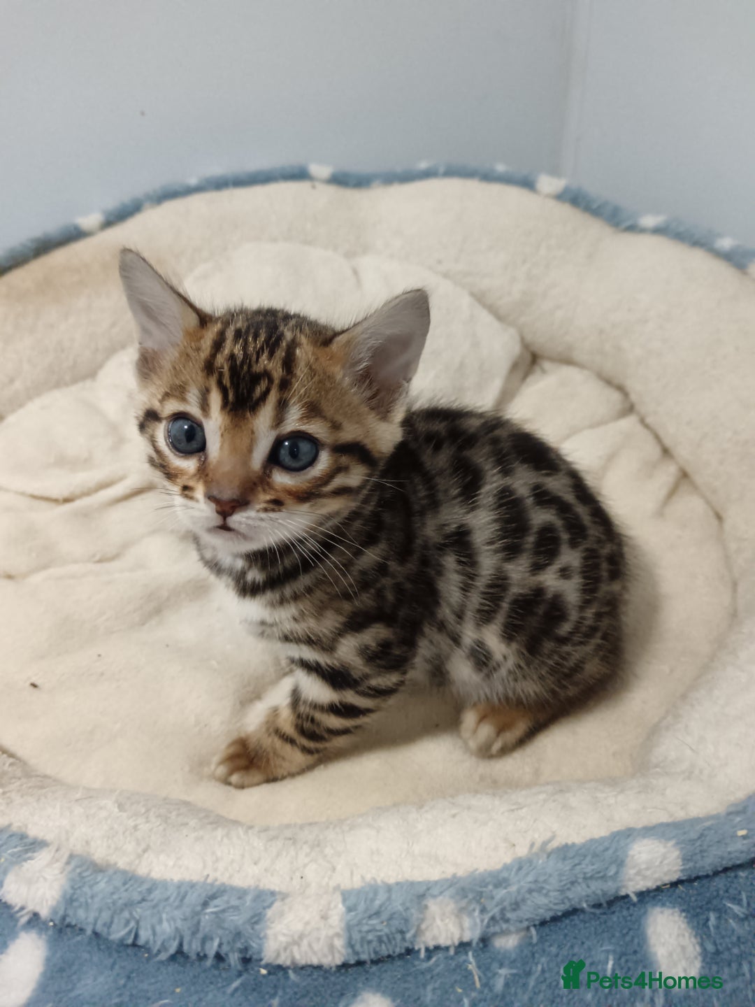Bengal cats for sale: Pure Bengal kittens - Image 22