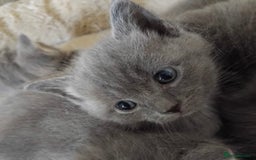 British Longhair cats for sale: 5 silver BSH kittens - Image 1
