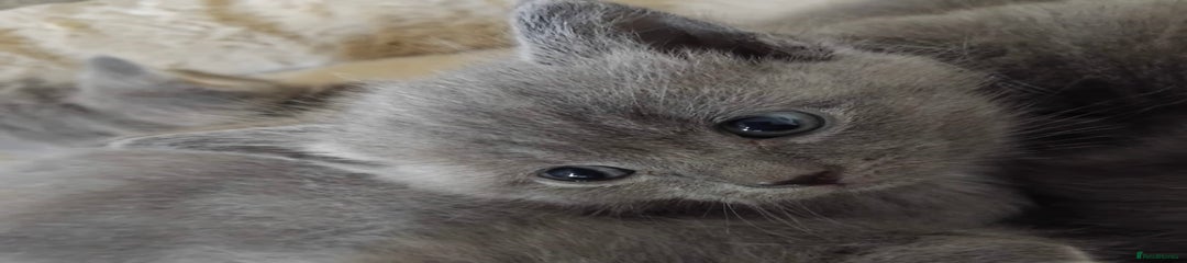 British Longhair Kitten 2
