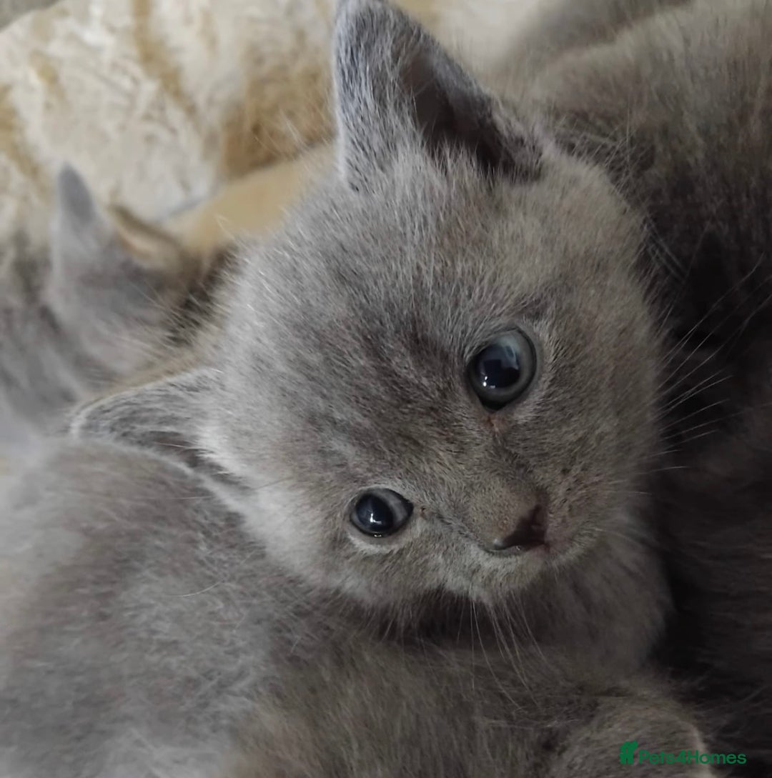British Longhair cats for sale: 5 silver BSH kittens - Image 1