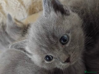 British Longhair cats - Advert 5