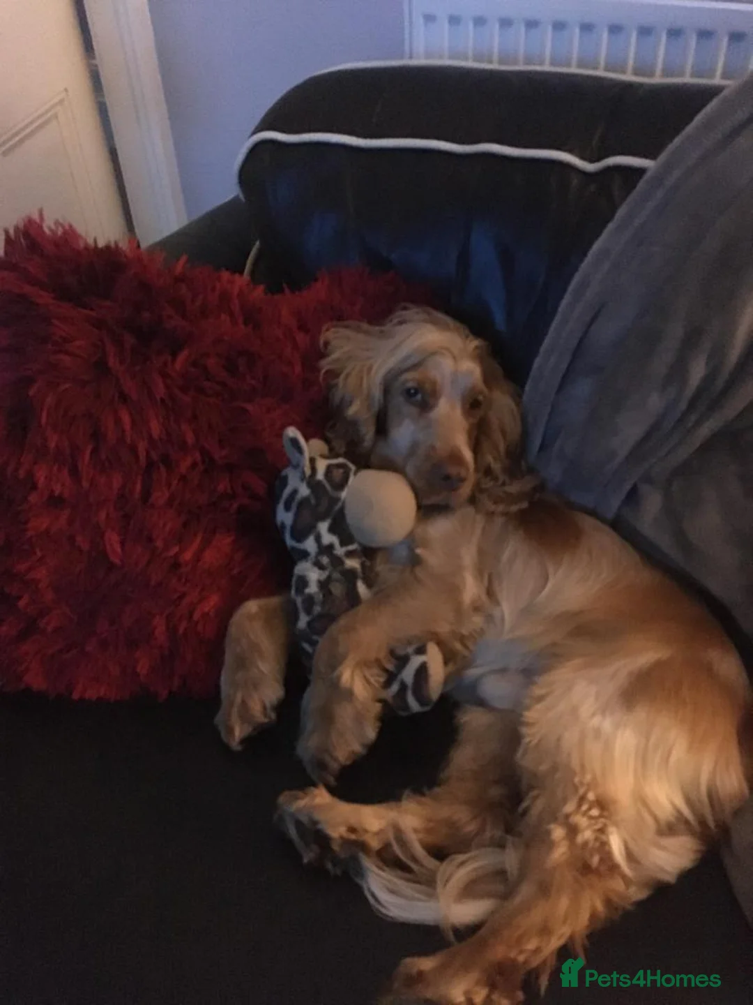 Cocker Spaniel dogs for stud: Proven Handsome Show Cocker Spaniel For Stud in Rochdale - Advert 11