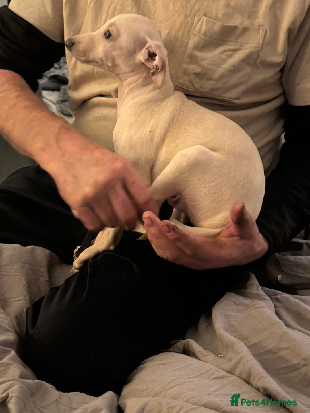 Italian Greyhound dogs for sale: Fully vaccinated white male Italian greyhound  - Advert 6