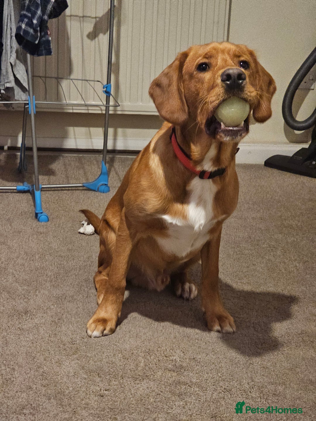 Labrador Retriever dogs for sale: Freddie the fox red lab  - Advert 2