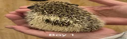 Pygmy Hedgehog rodents for sale: 2 Male Pygmy Hedgehog Babies - Advert 2