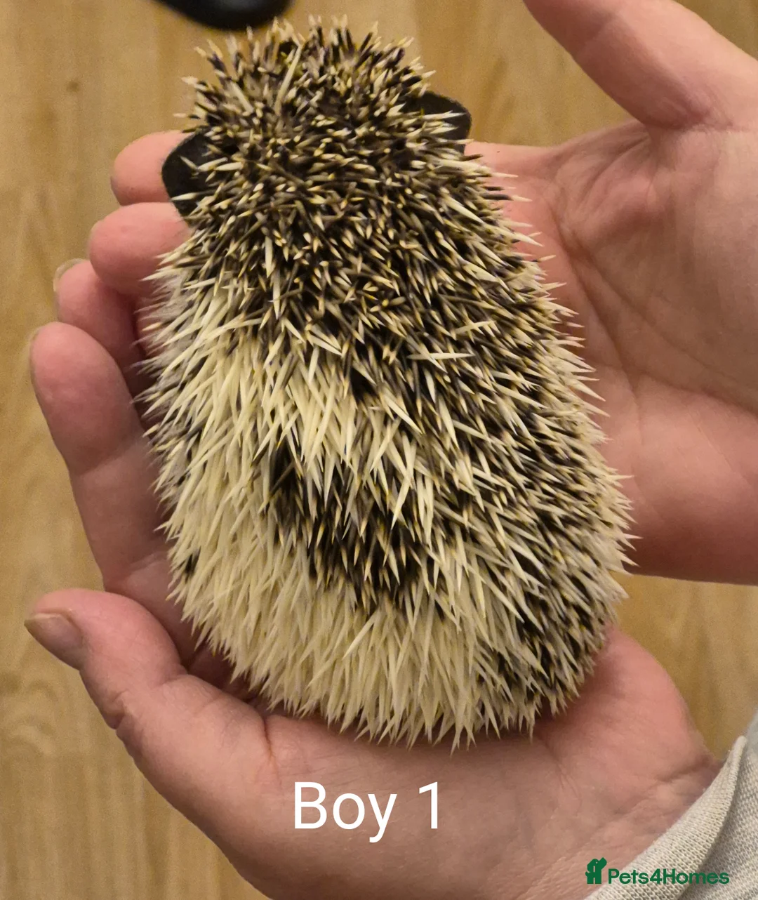 Pygmy Hedgehog rodents for sale: 2 Male Pygmy Hedgehog Babies - Advert 2