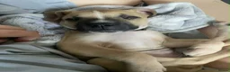 Mixed Breed dogs for sale: Cane corso x AM staff female pup  - Advert 17