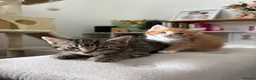 Bengal cats for sale: Two beautiful Bengal kittens  - Advert 1