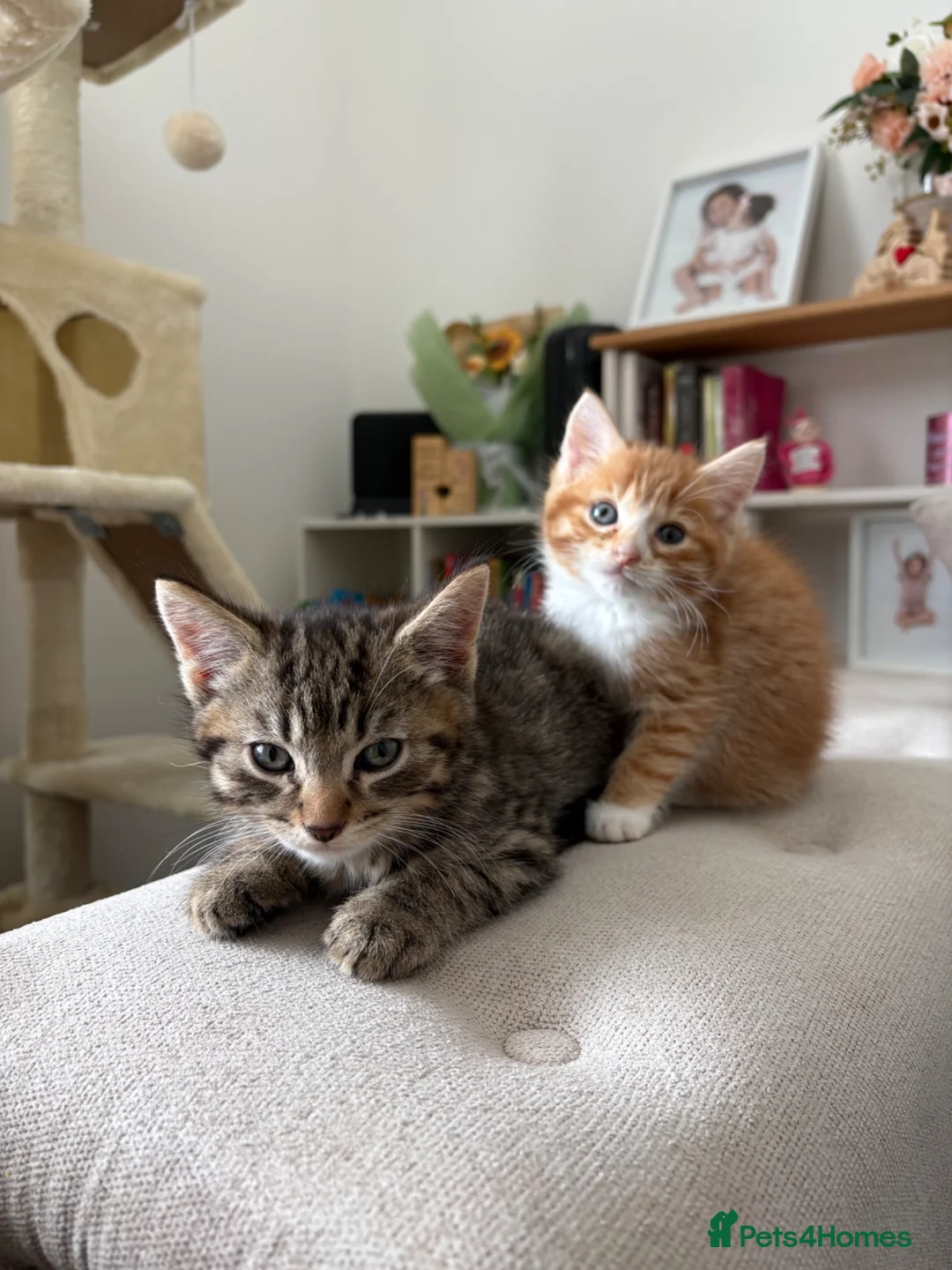Bengal cats for sale: Two beautiful Bengal kittens  - Advert 1