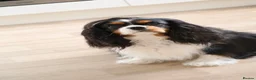 Cavalier King Charles Spaniel dogs for sale: Cavalier Boy Available - Advert 12