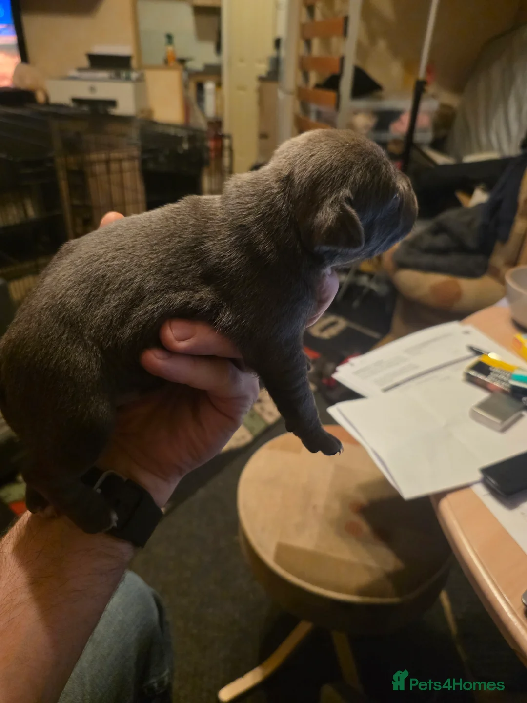 Staffordshire Bull Terrier dogs for sale: Blue Staffordshire Bull Terrier - Advert 27