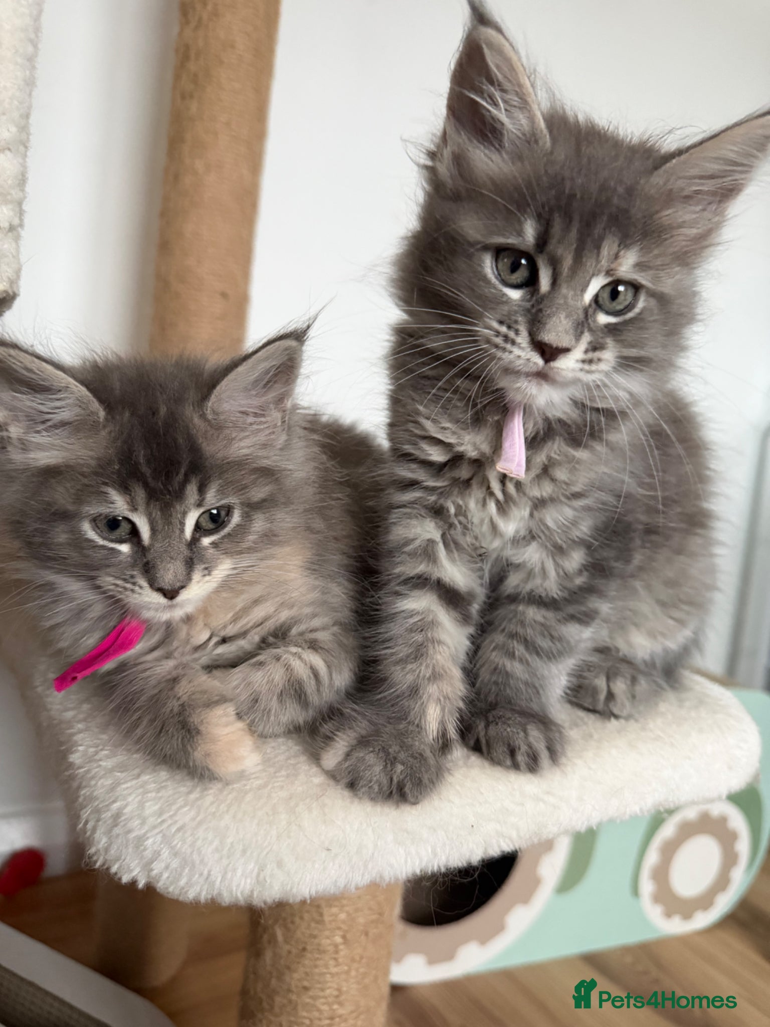 Maine Coon cats TICA Registered Maine Coon Kittens - Advert 1