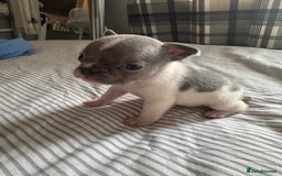 French Bulldog dogs for sale: 2 KC Reg’d French Bulldog Pups For Sale Left - Image 17
