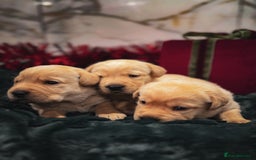 Labrador Retriever dogs for sale: Gorgeous Half Show KC Labrador Retriever Puppies - Advert 8