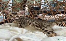 Bengal cats for sale: GORGEOUS PURE BENGAL KITTENS READY TO GO ❤️ - Image 21