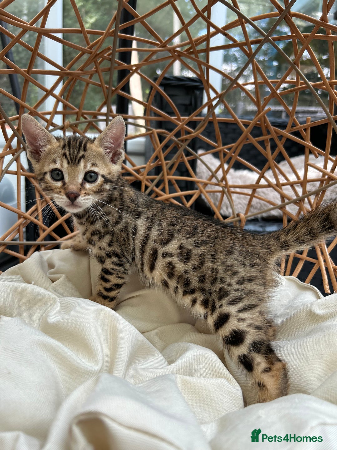 Bengal cats for sale: GORGEOUS PURE BENGAL KITTENS READY TO GO ❤️ - Image 21