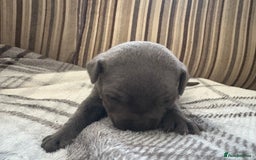 Staffordshire Bull Terrier dogs for sale: 8 Staffordshire Bull Terriers  - Image 25